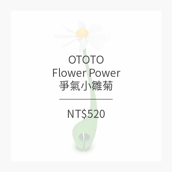 OTOTO 爭氣小雛菊